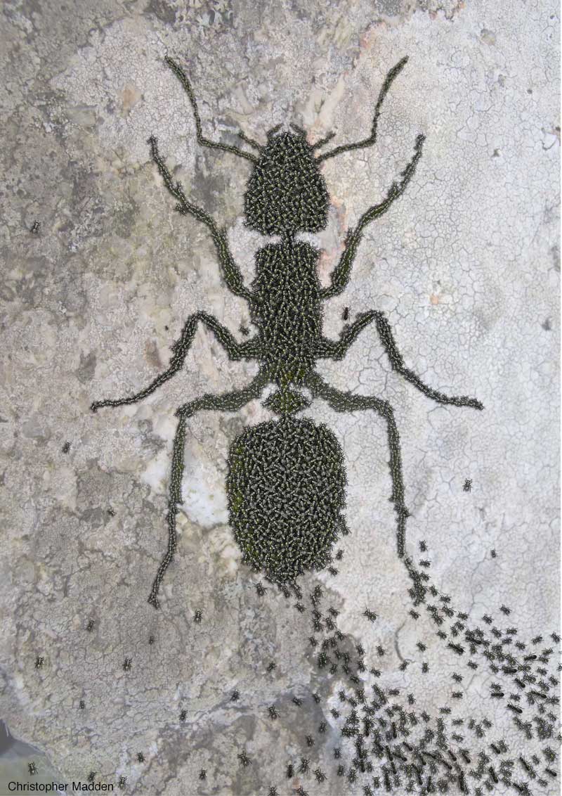 contemporary art print – ant superorganism